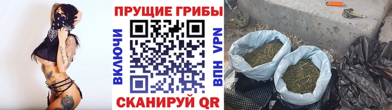 Купить  Кулебаки  Псилоцибиновые грибы Psilocybe 